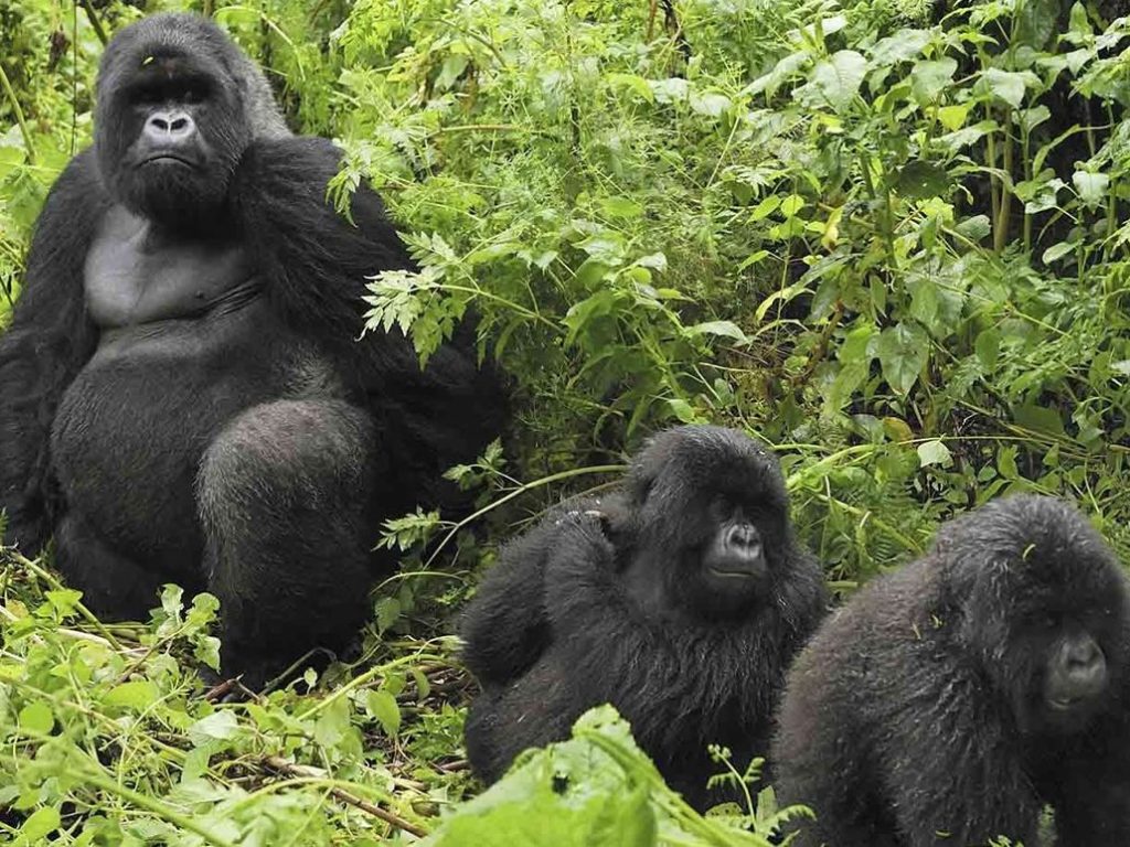 Три гориллы фото