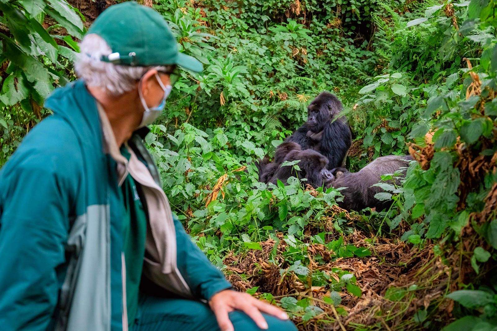 Guide to gorilla trekking