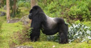 uganda gorilla tours