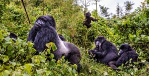 Silverback gorilla trekking