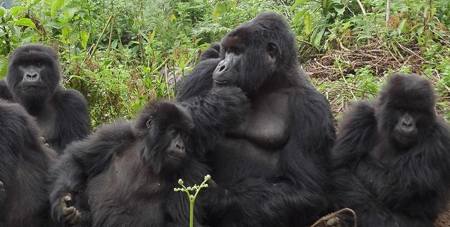 Rwanda gorilla families