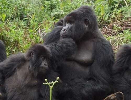 AGASHYA GORILLA FAMILY