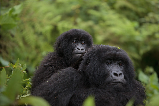 Gorilla families in Rwanda