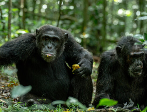 Best Places For Primate Trekking in Uganda