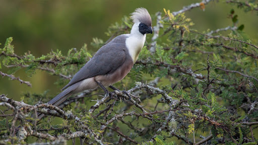 Lake Mburo National Park