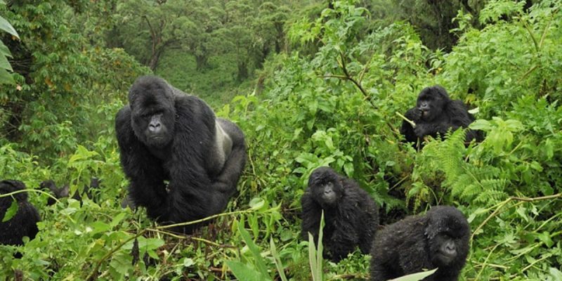 Best places for primate trekking in Uganda