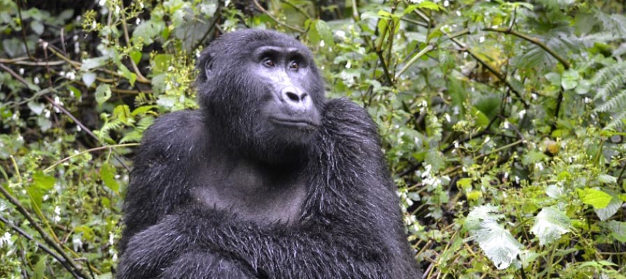 Karisimbi Gorilla Family