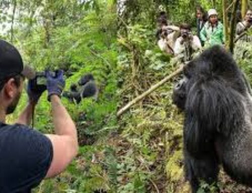 Gorilla Photography Tips