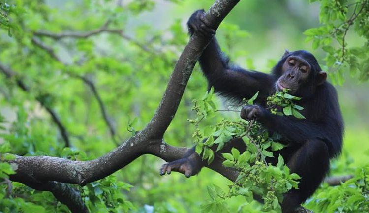 Best places for primate trekking in Uganda