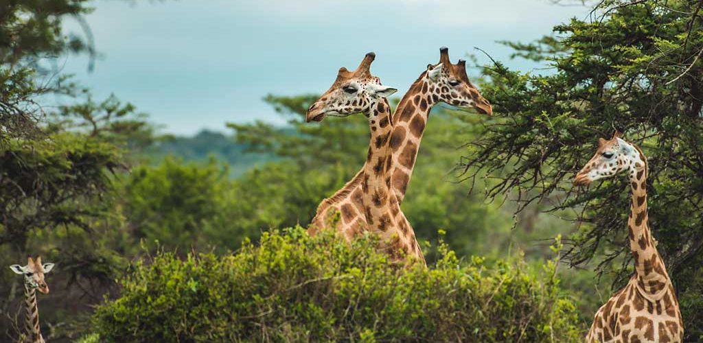 Uganda safaris