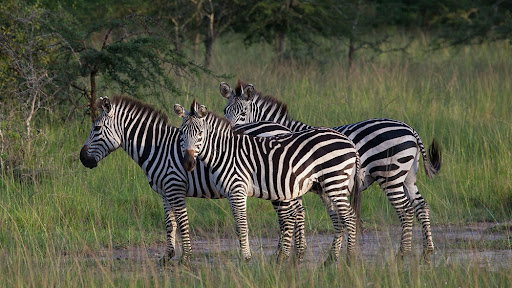 Lake Mburo National park