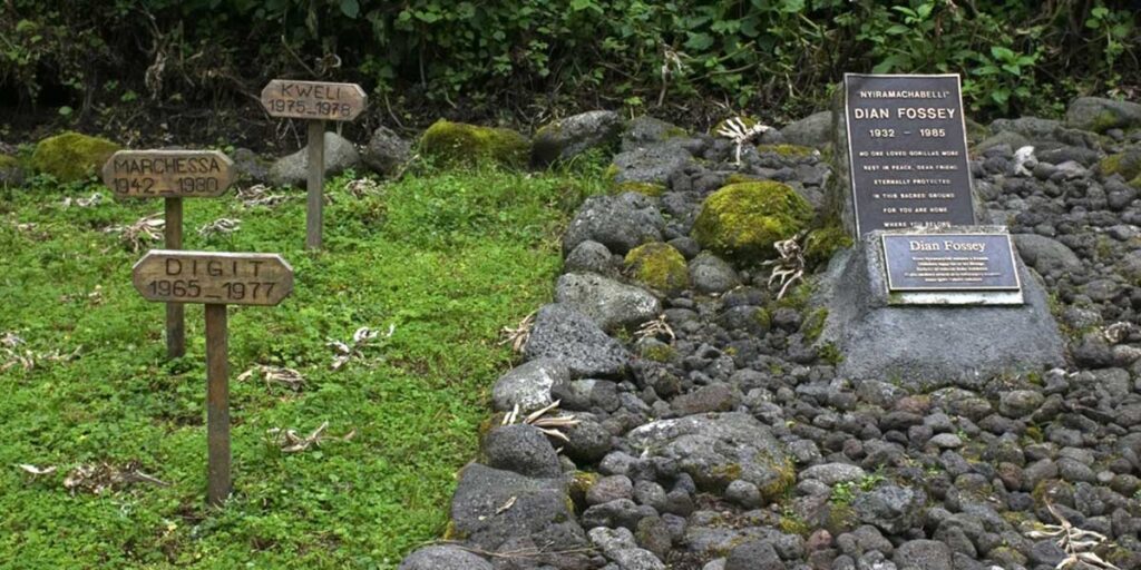 Hiking Safaris in Volcanoes national park