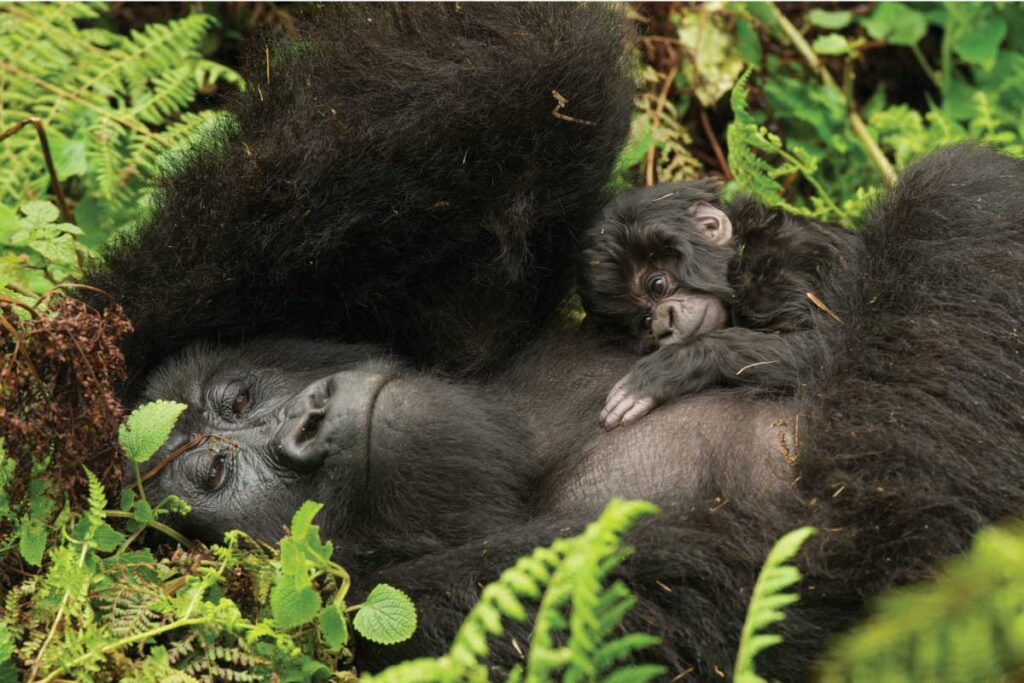 Rwanda gorilla families