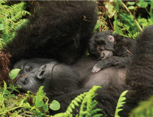 Kwitonda Gorilla Group