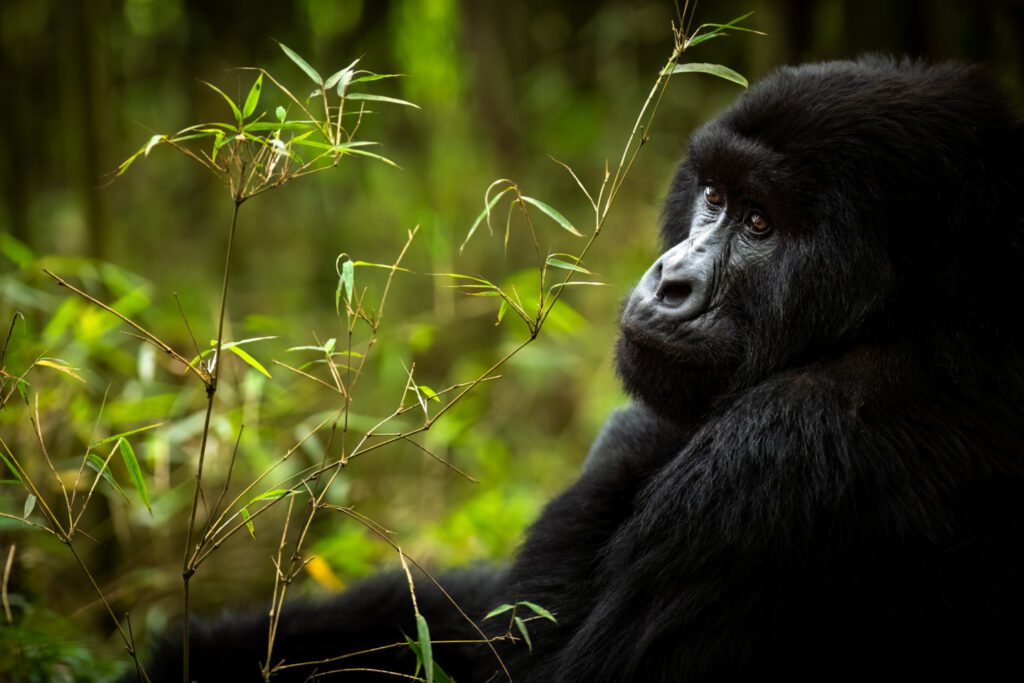 Rwanda gorilla groups